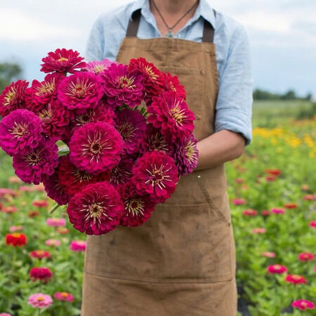 Benary's Giant Wine, Zinnia Seeds - Packet image number null